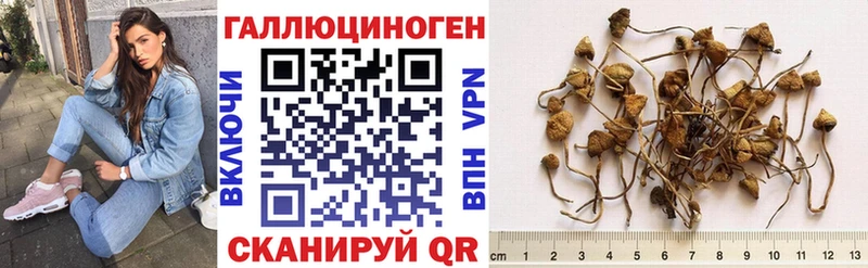 Псилоцибиновые грибы Psilocybine cubensis Буинск